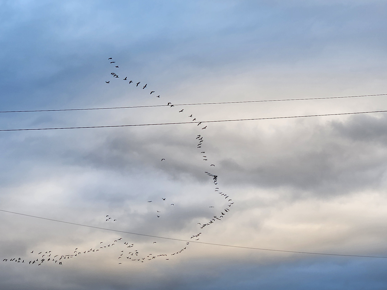 5. 기러기2  노숙희.jpg