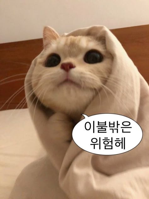 이불밖은 위험해.jpg