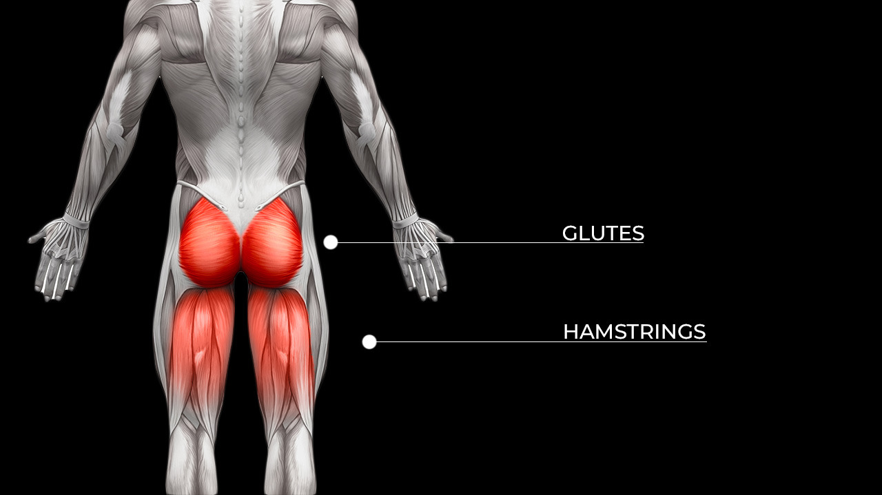 HAMSTRING-ANATOMY-1.jpg
