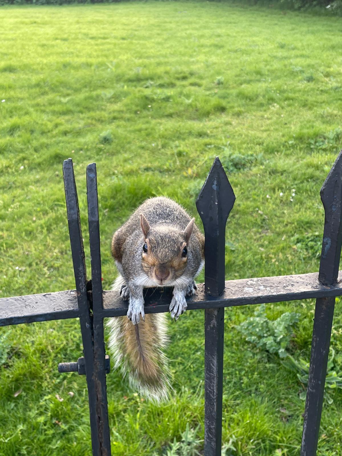 런던 다람쥐.jpg