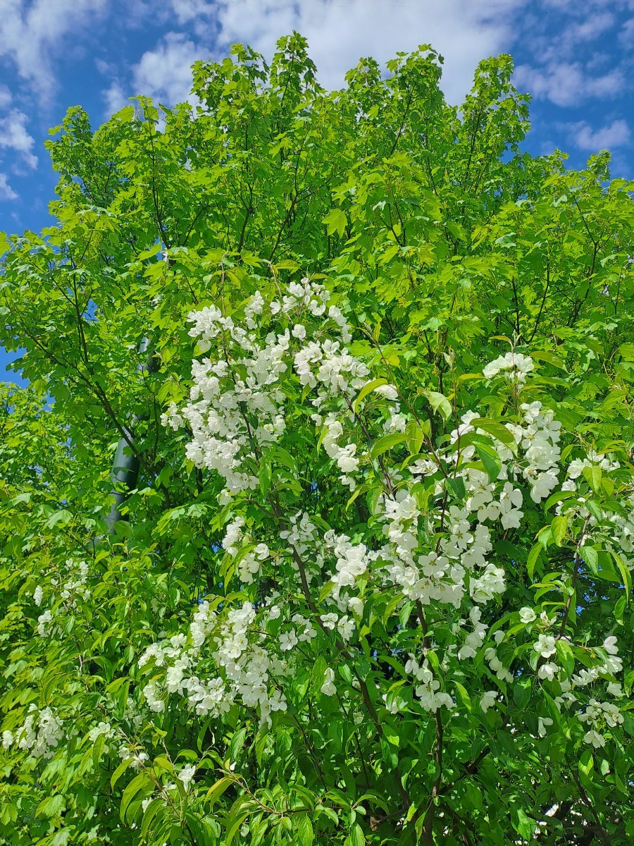 2024년 여름 나무.jpg