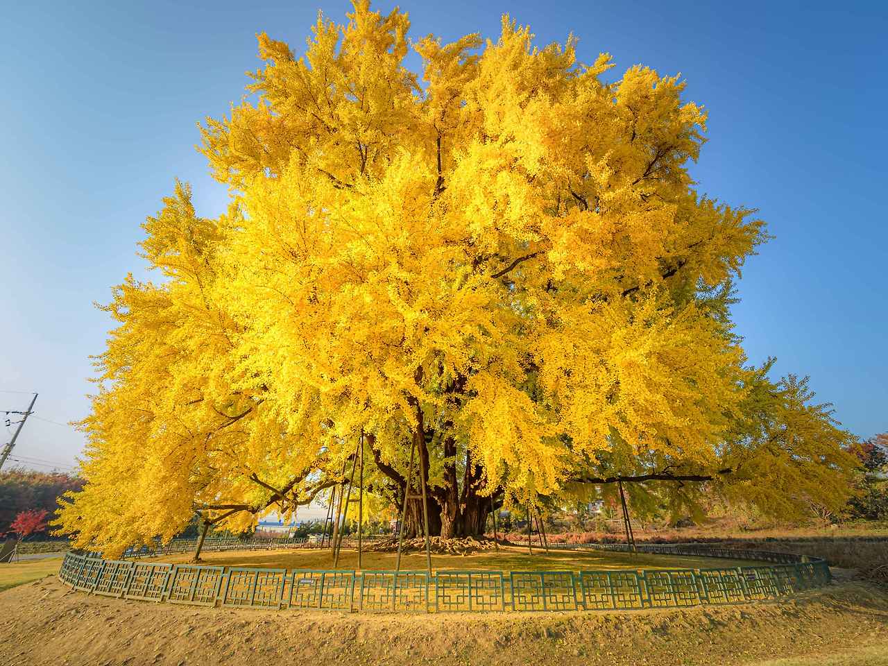 Type1_원주 반계리 은행나무_강원지사 모먼트스튜디오_qr6E6a.jpg