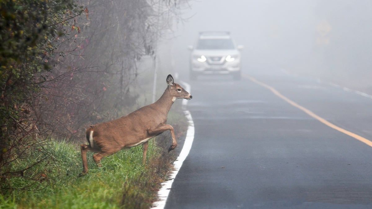 korea-roadkill-statistics-increase4.jpg