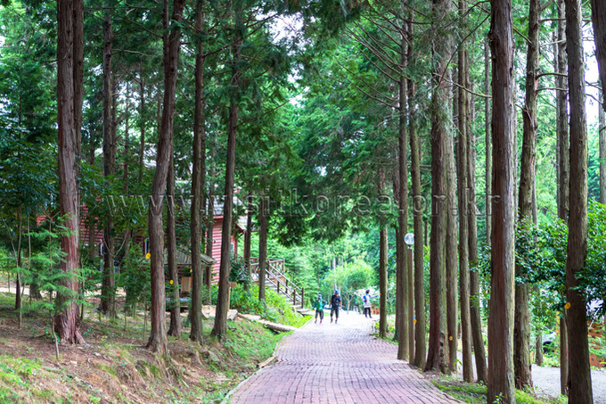 한국관광공사-정남진-편백숲-우드랜드-4.jpg