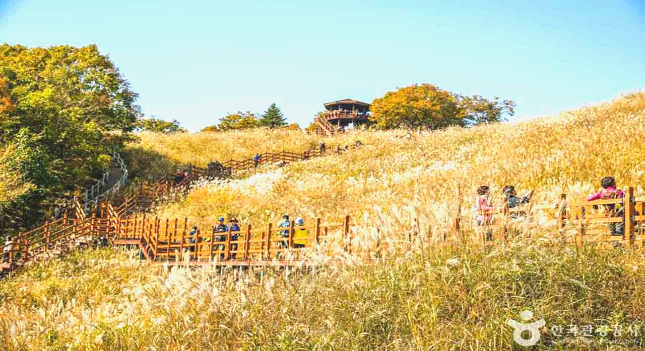 바람부는가을억새보러_3.jpg
