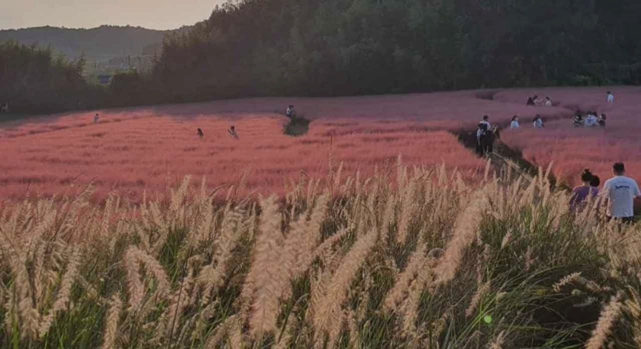 분홍빛가을물결이고창_1.jpg