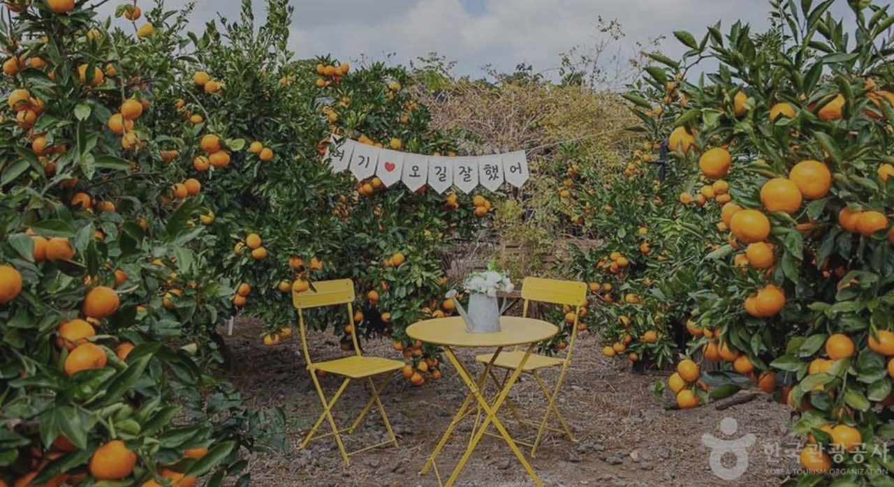 제주감귤체험겨울제주_0.jpg