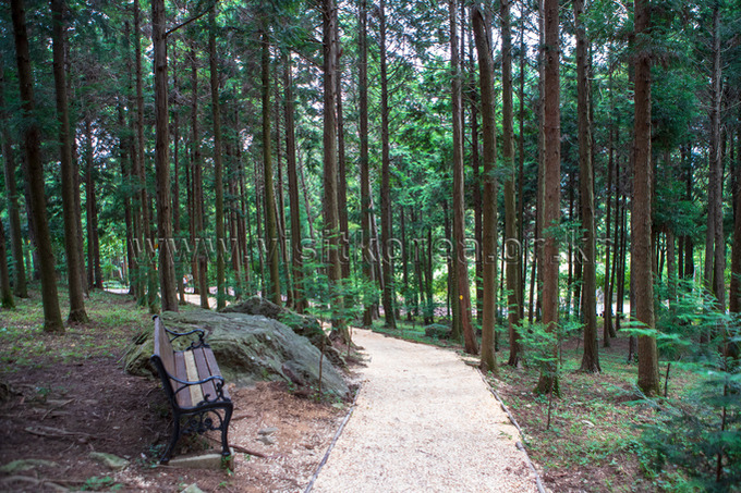 한국관광공사-정남진-편백숲-우드랜드-1.jpg