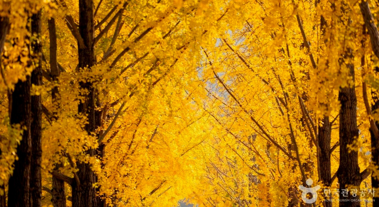 단풍보다더눈부셔황금_3.jpg