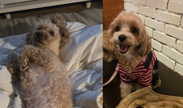 곰돌이와 뽀뽀쟁이.jpg