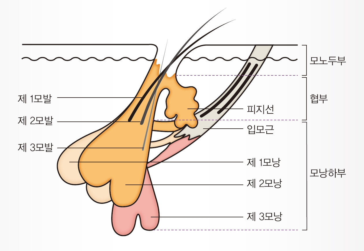 F1-16. 모근도.jpg