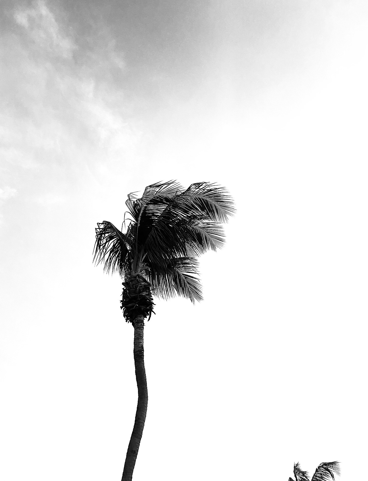 흔들리는 야자수.jpg