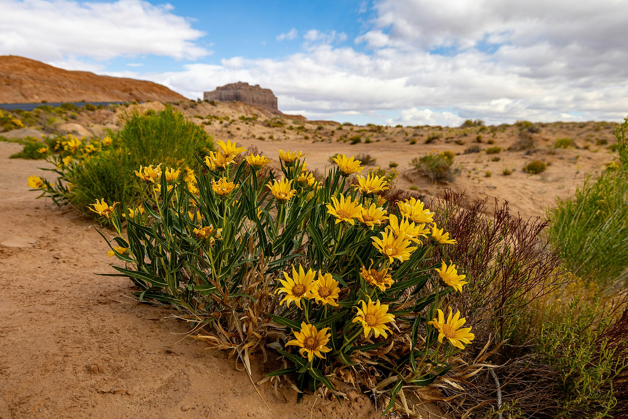 사막위의 꽃.jpg