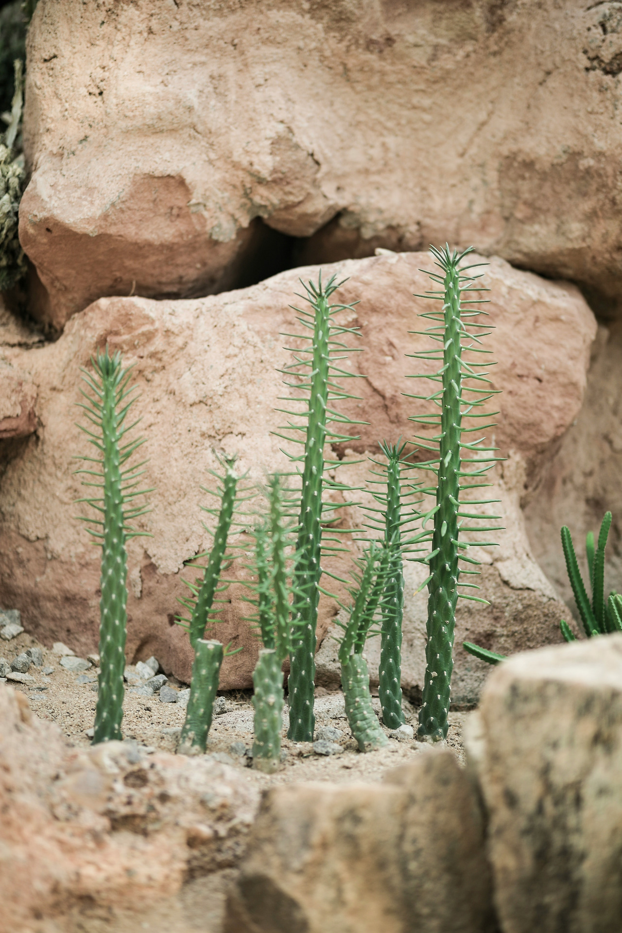 돌틈사이 선인장.jpg