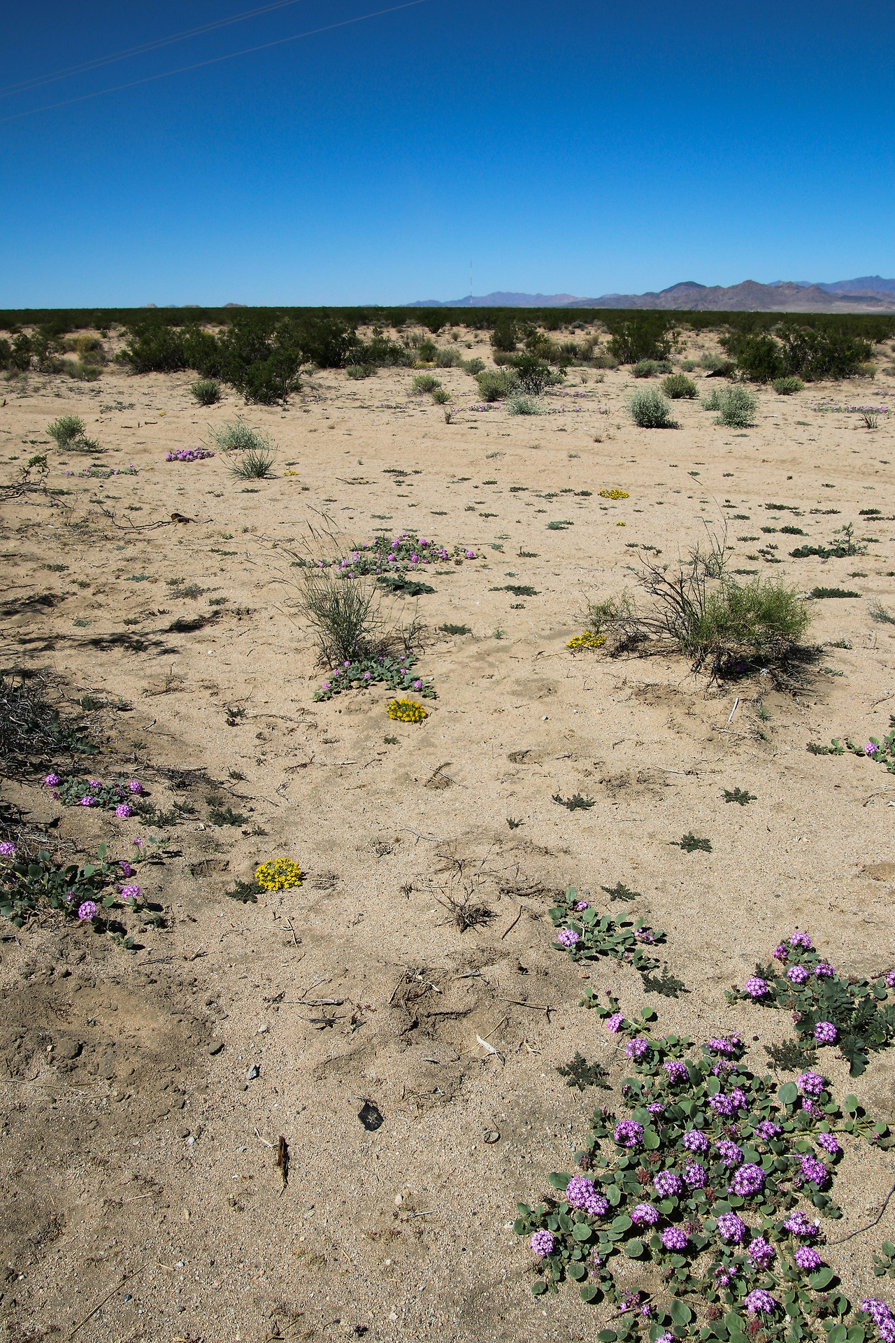 사막의 식물들.jpg