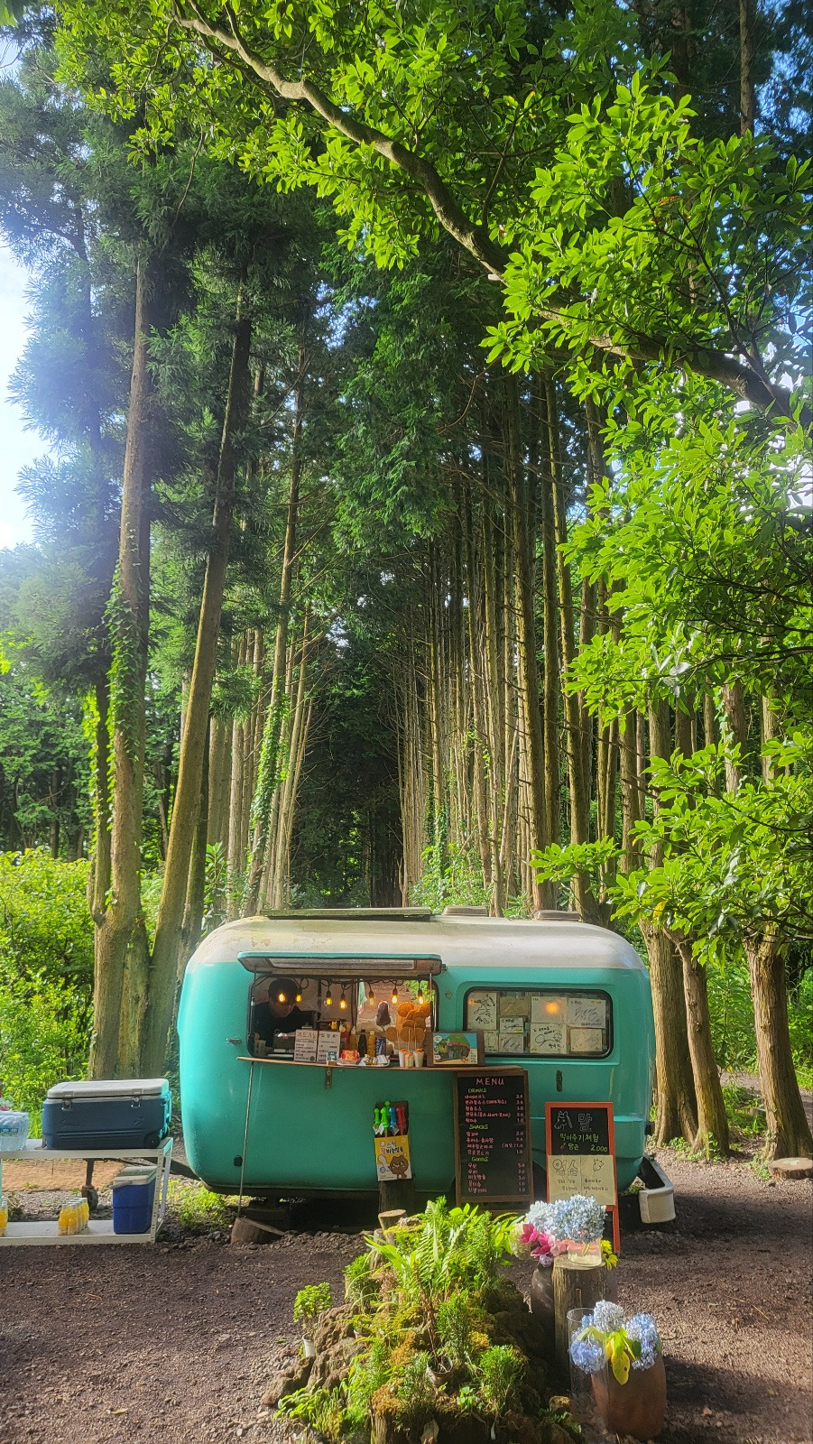 제주도_비밀의 숲.jpg