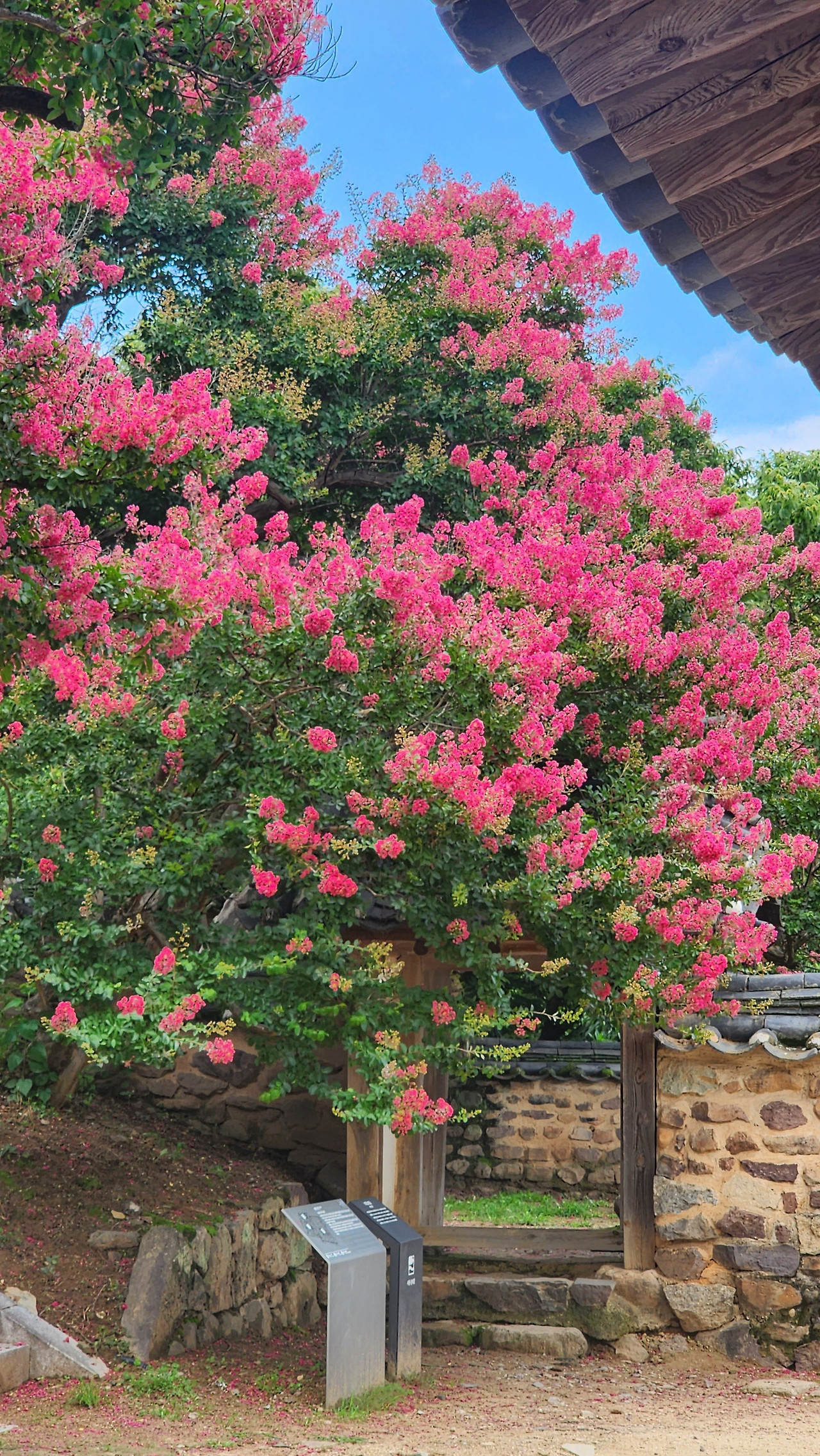 배롱나무꽃_병산서원 뒷뜰.jpg