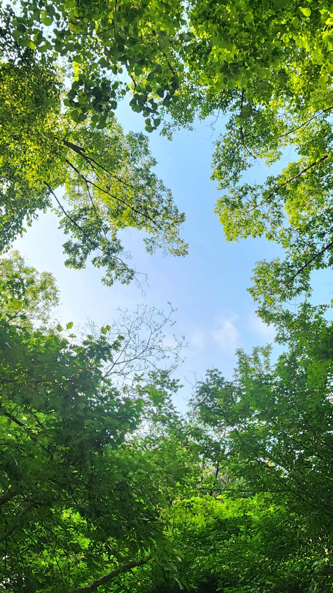 큰나무 서울 선정릉.jpg