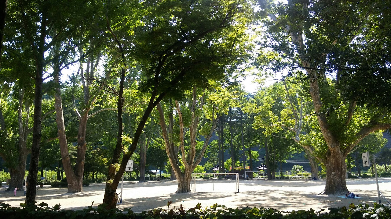 큰나무 임고초등학교.jpg