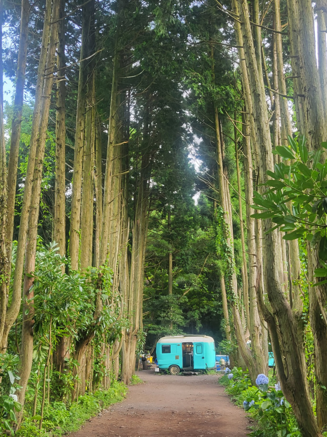 제주도_비밀의 숲2.jpg