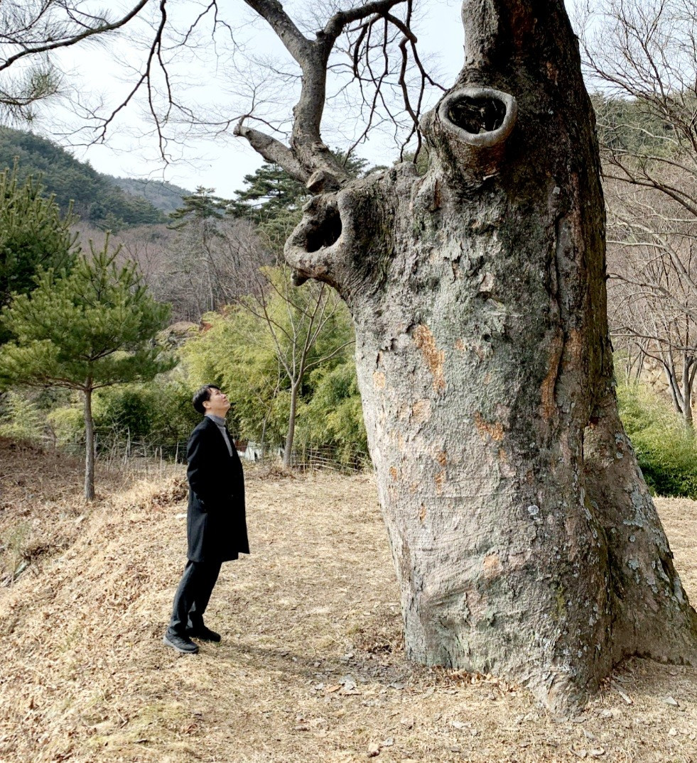 큰나무 은해사 고목.jpg