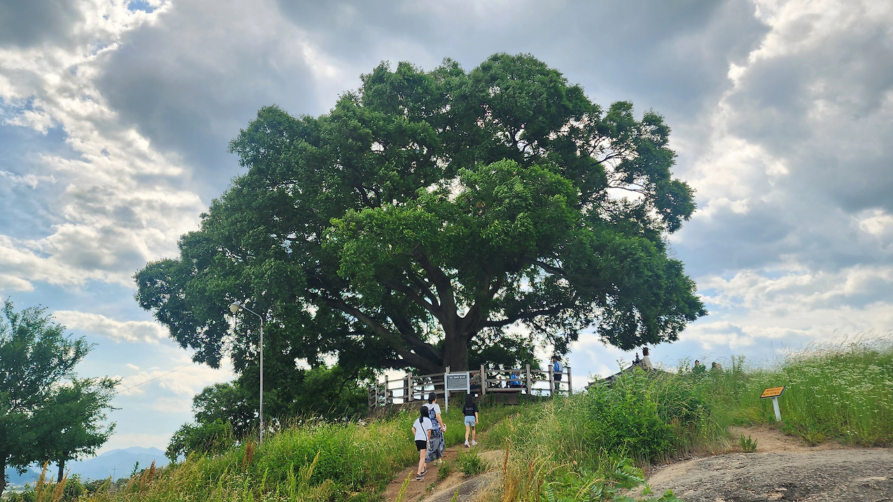 큰나무 우영우나무.jpg