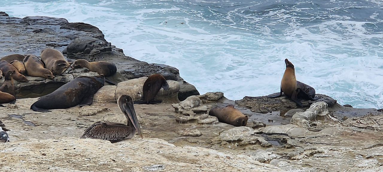 샌디에이고_라호야코브_물범바다사자.jpg