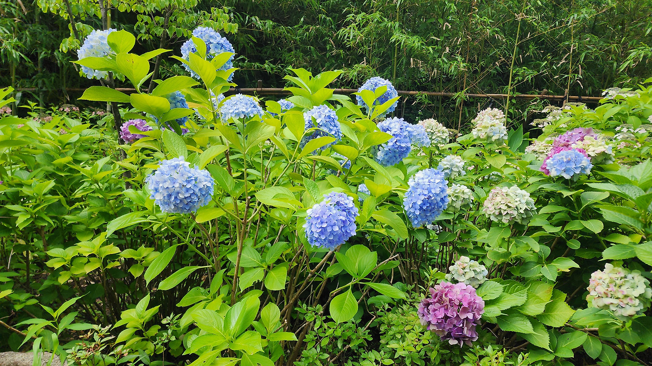 제주도 수국.jpg