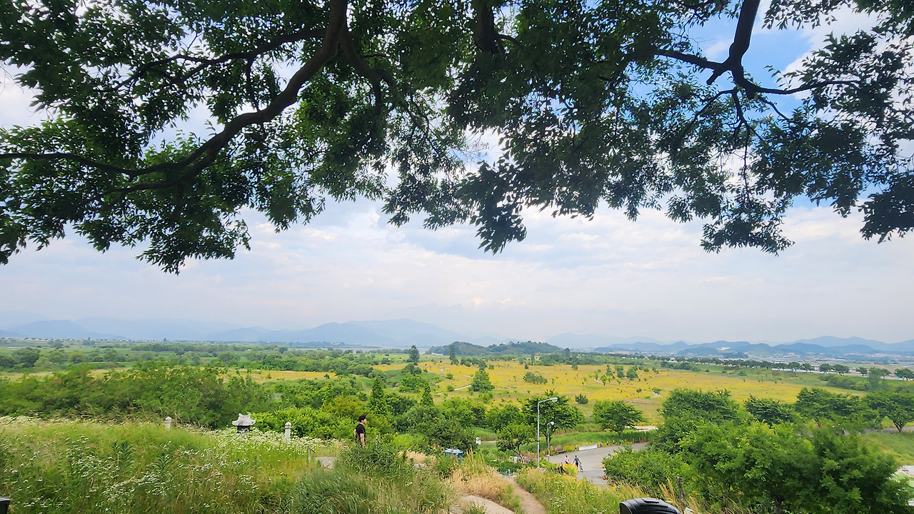 큰나무 우영우나무그늘.jpg