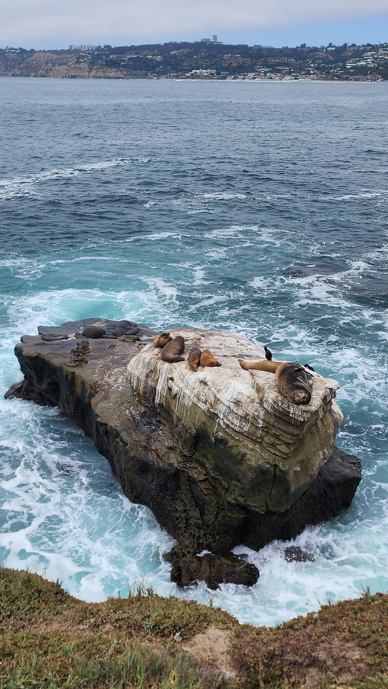 샌디에이고_라호야코브_잠자는 바다사자.jpg