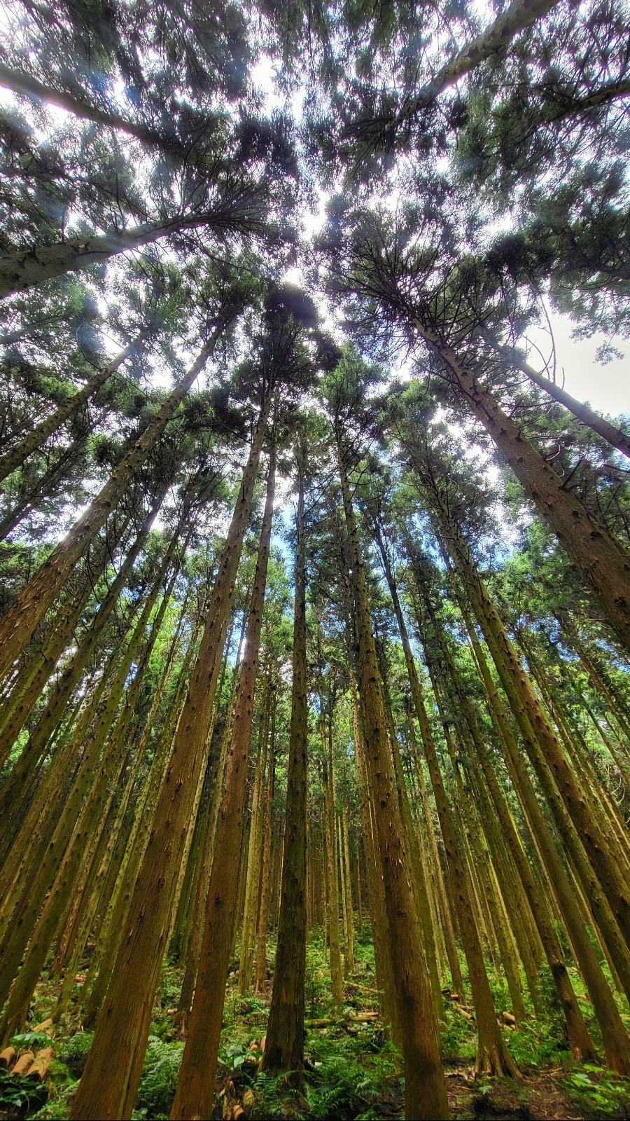 사려니숲 세로.jpg