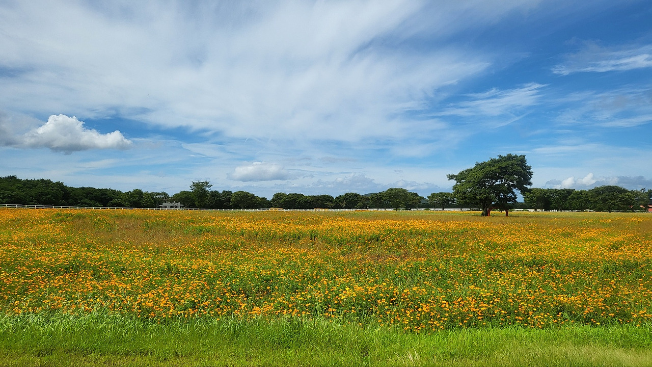 제주도_삼다수 목장.jpg