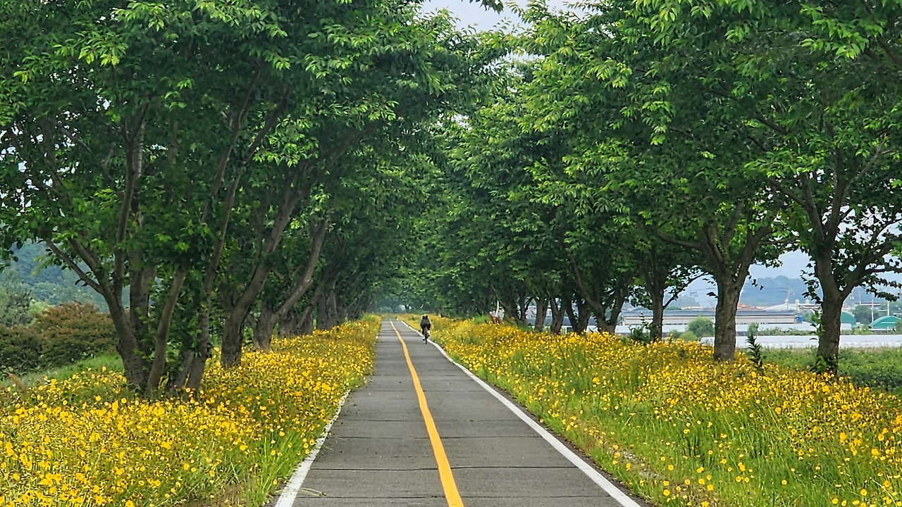 큰나무 낙동강 자전거길.jpg