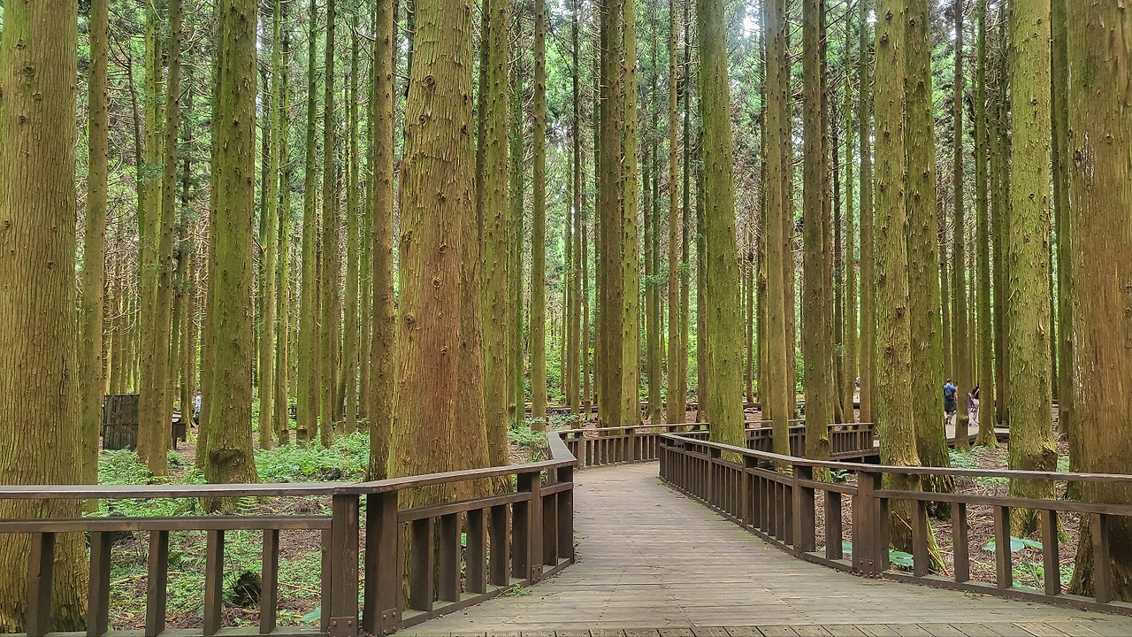 제주도 사려니숲.jpg