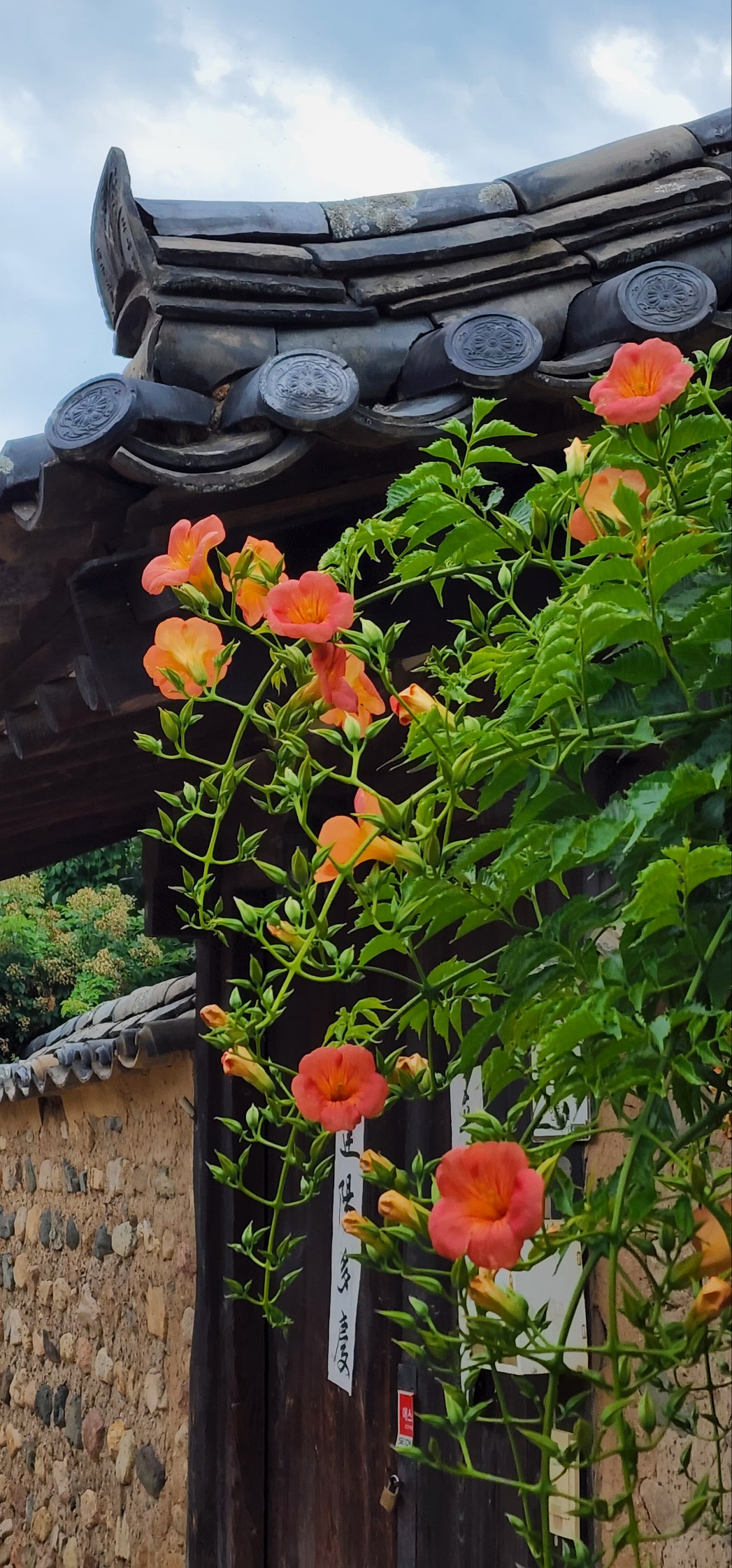 능소화_대구 인흥마을 담장.jpg