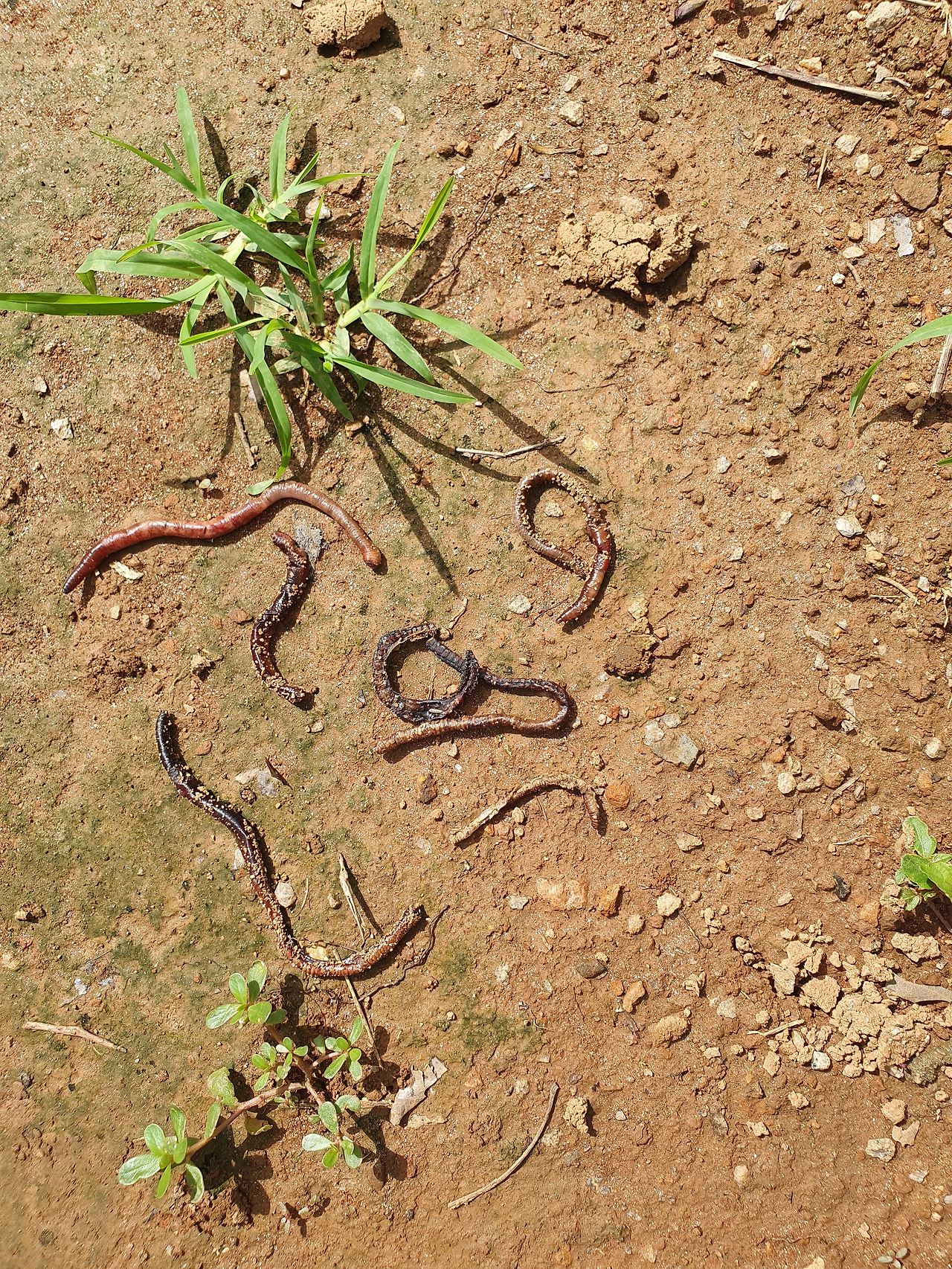 말라 죽은 지렁이.jpg