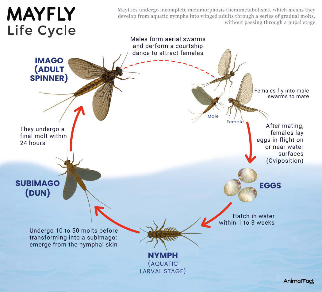 Mayfly-Life-Cycle.jpg