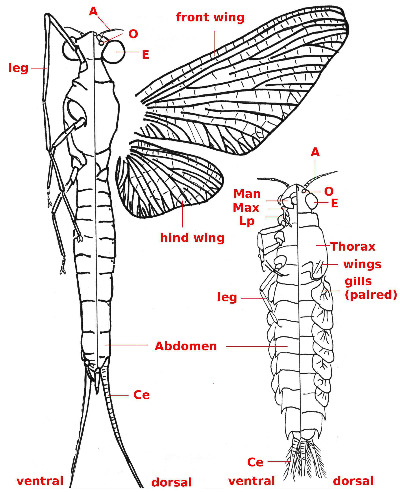 02-Ephemeroptera-whole-adultandlarva_b44.jpg