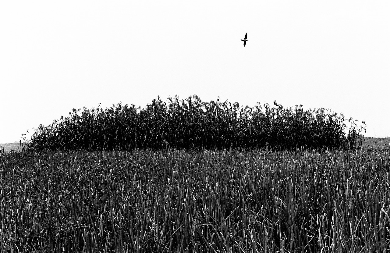 1979년-제28회 국전사진부 특선(가을이 올 무렵).jpg