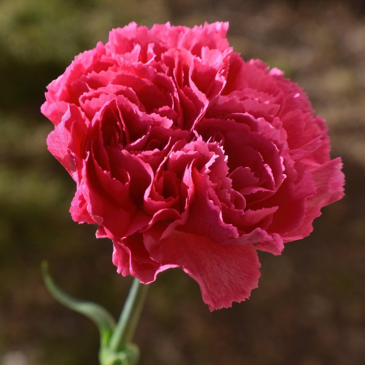 carnation-7779077_1280.jpg