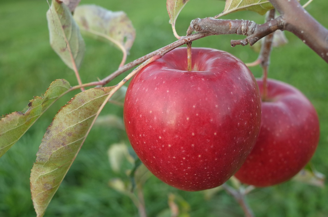 apples-4747096_1280.jpg