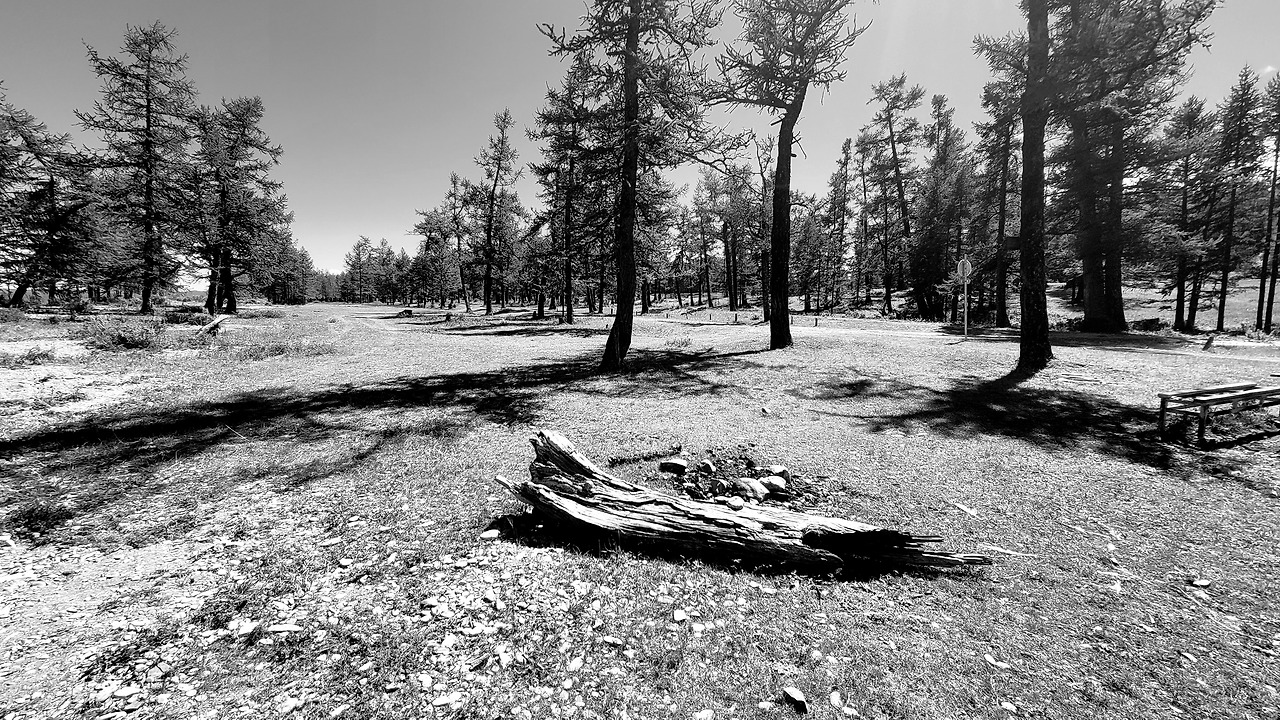 31 생과사_죽은 나무.jpg