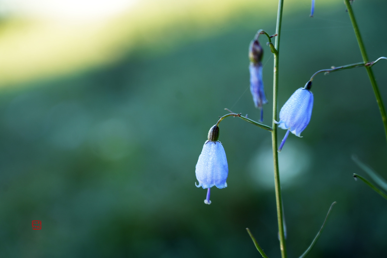 35 작은꽃 02_낙관_축소.jpg