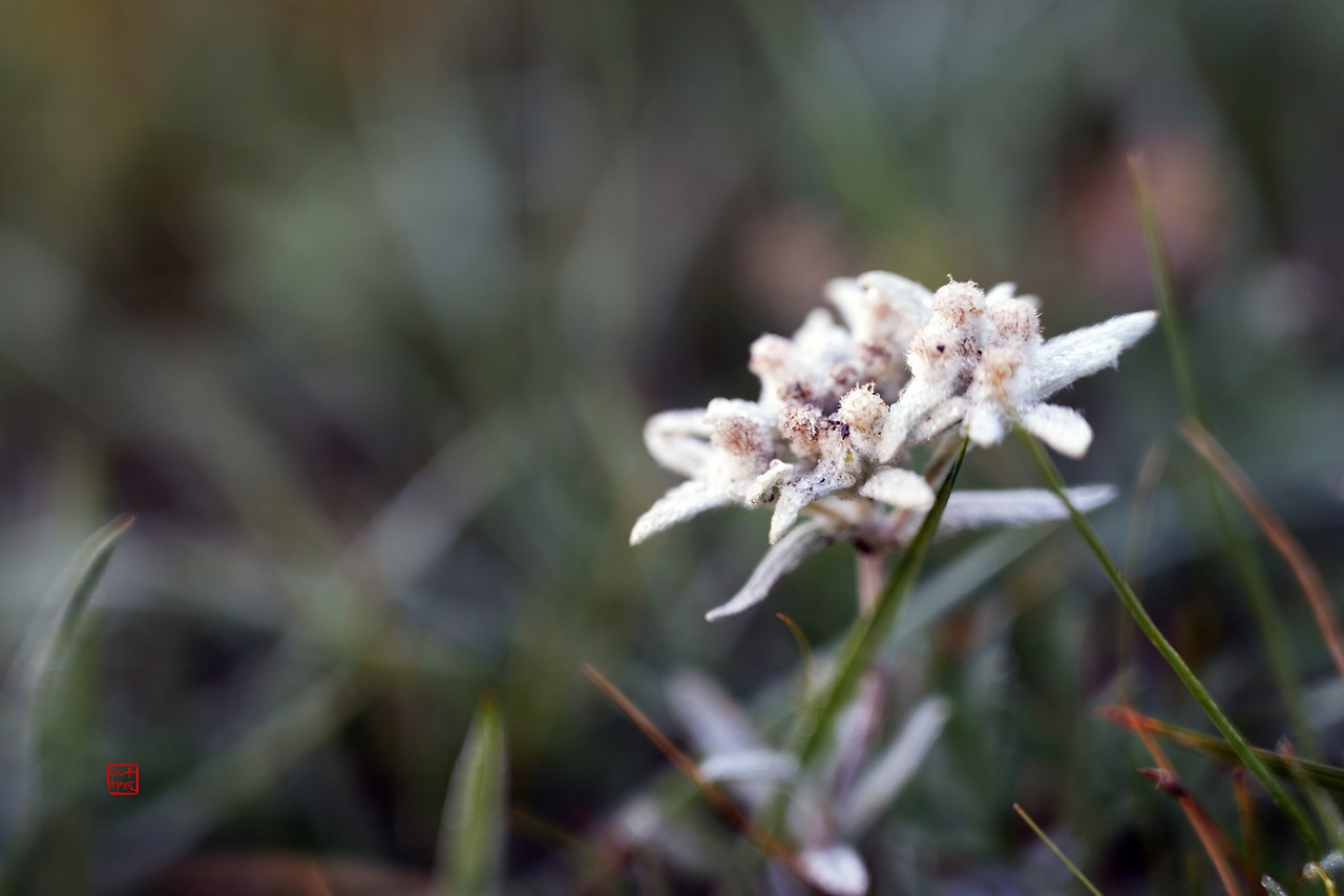 35 무릎을 끓다 에델바이스꽃_축소.jpg