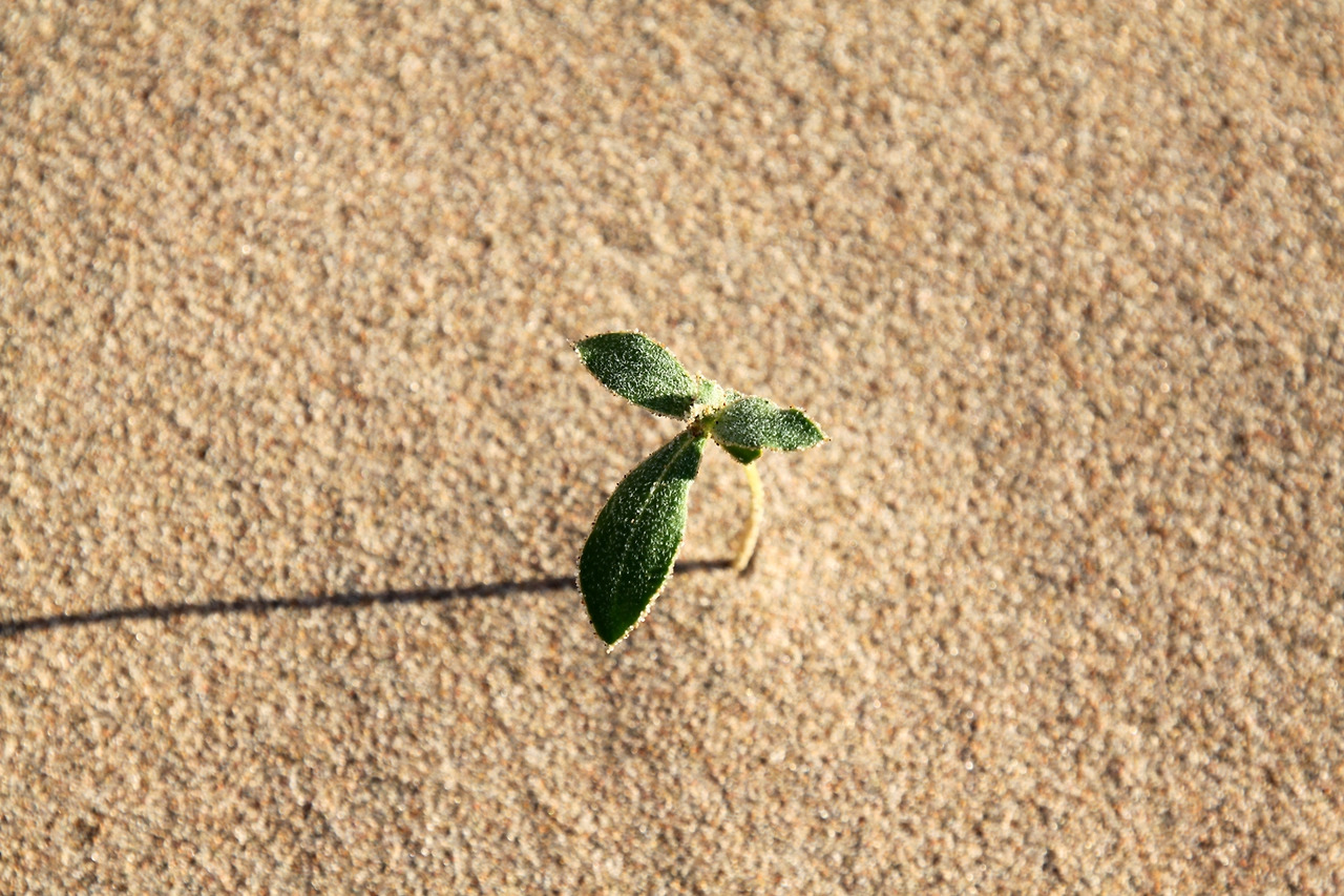 31 생과사_사막의 새싹_축소.jpg