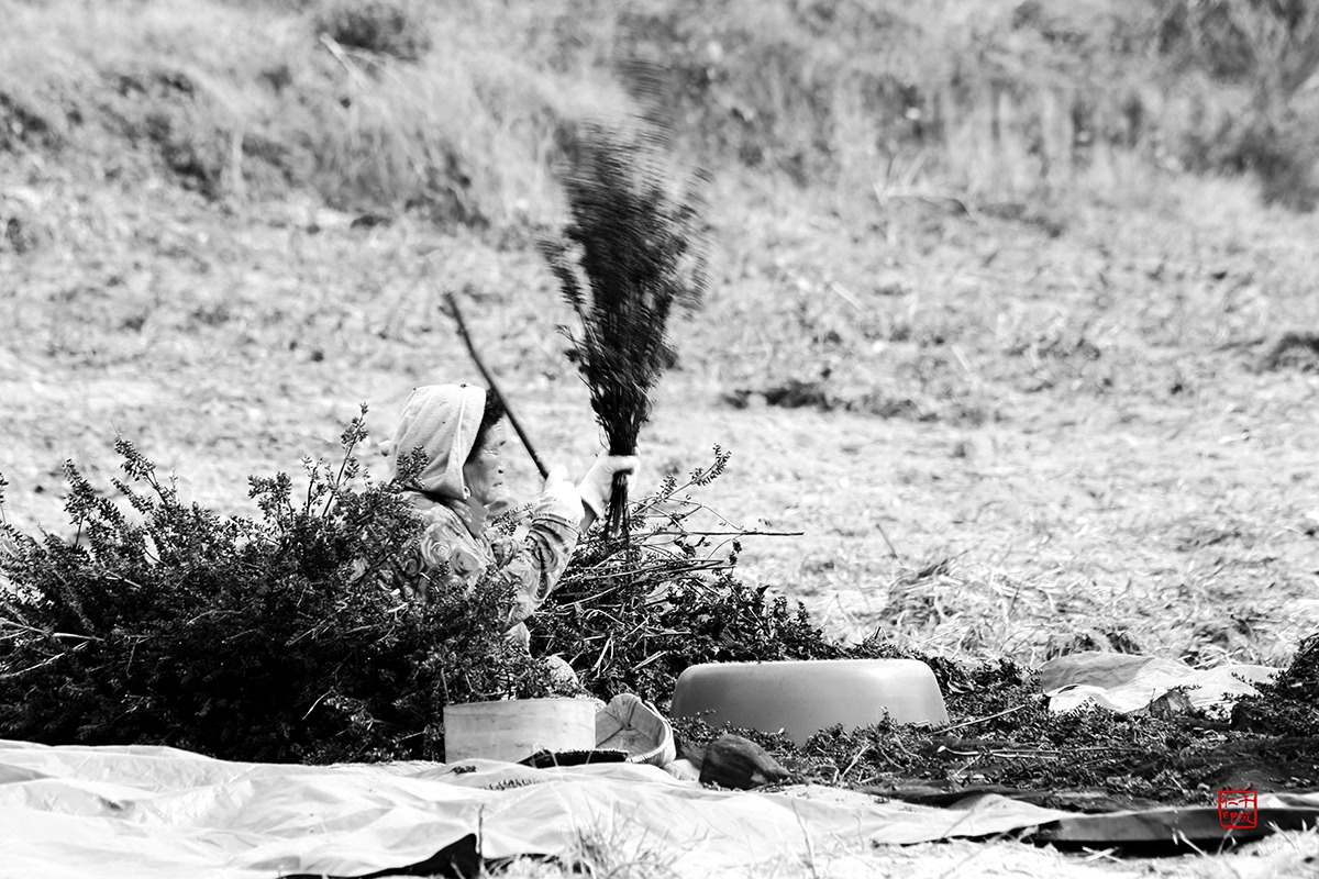 16 가을 걷이 01_흑백_낙관_축소.jpg