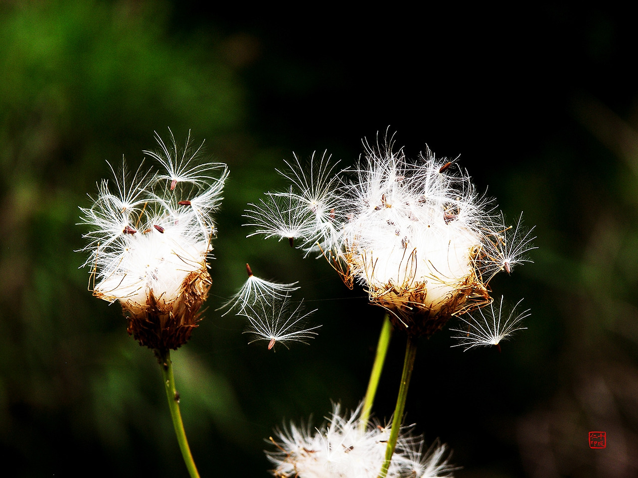 민들레 03_낙관_수정_축소.jpg