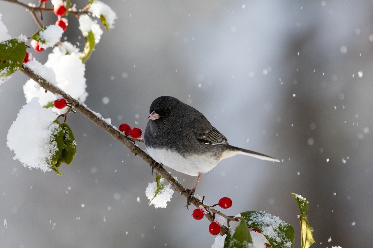 junco-10018717_1280.jpg