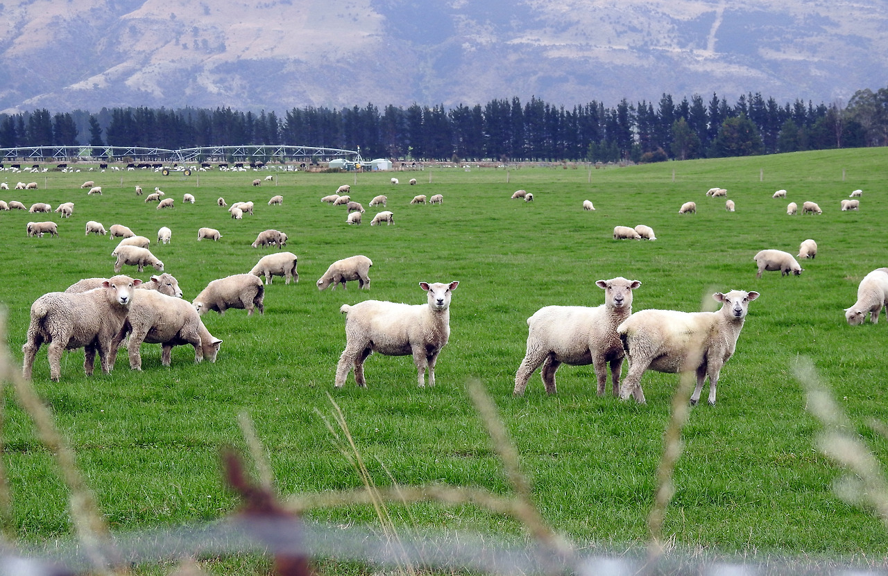 20170415 Lake Te Anau New Zealand004.jpg