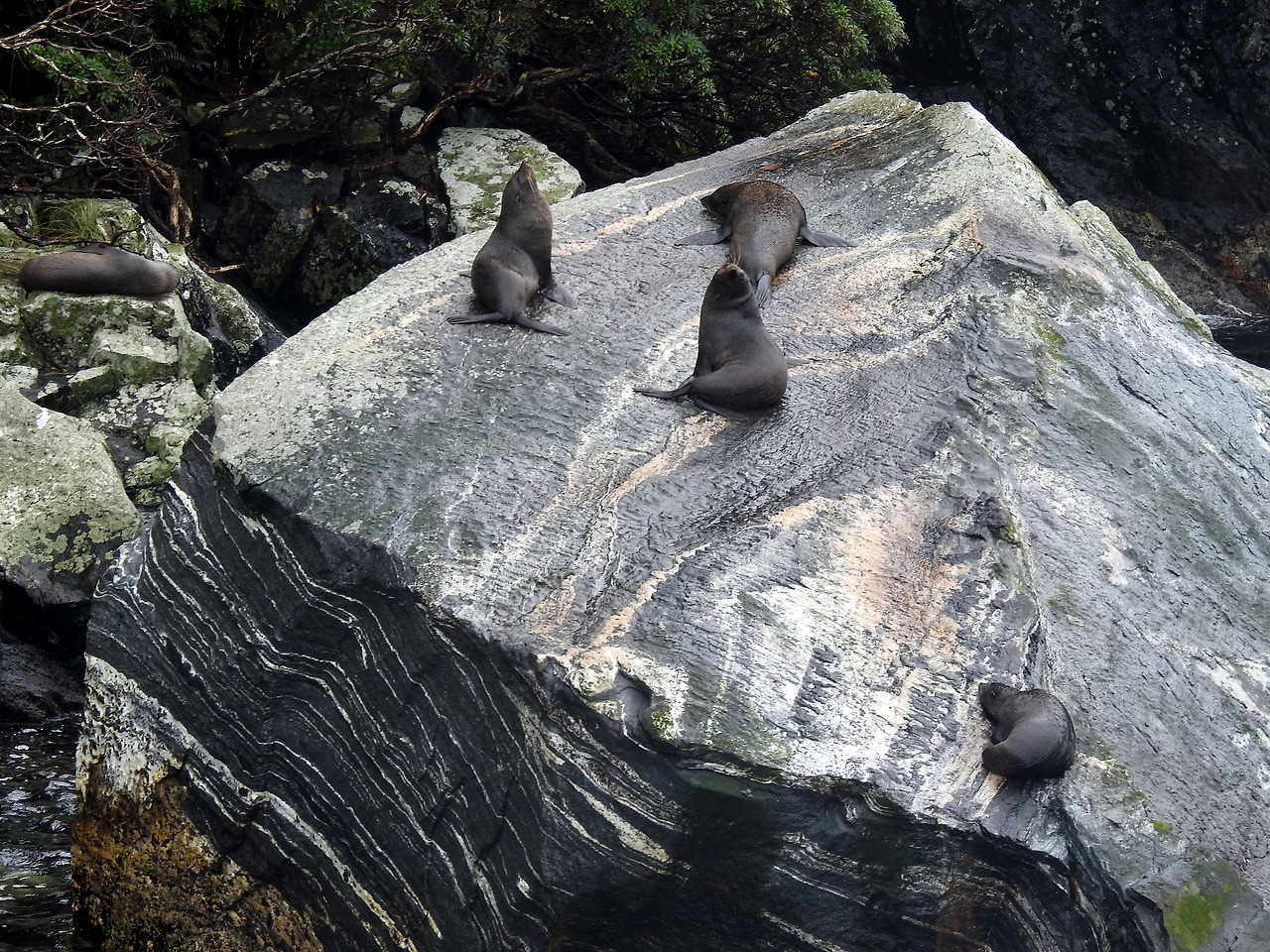 20170415 Milford Sound New Zealand013.jpg
